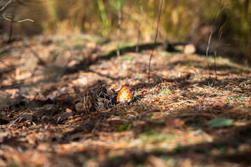 small mushroom with a red cap covered with Christmas needles in the forest, horizontal