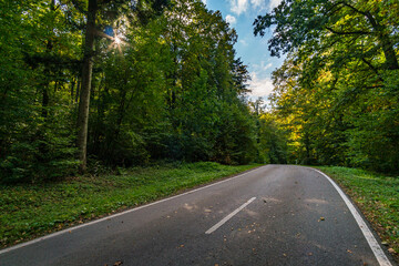 Fototapeta na wymiar Empty road in the autumn forest with leaves in Upper Swabia