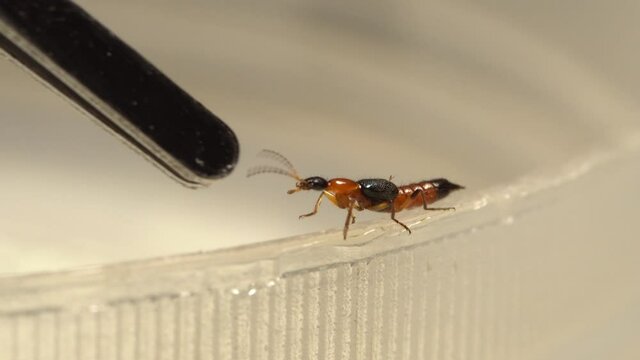 Staphylinidae Bilder – Durchsuchen 363 Archivfotos, Vektorgrafiken und ...