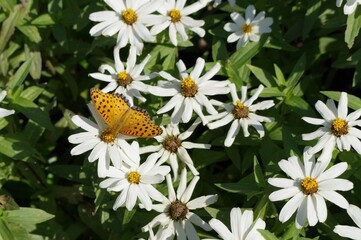 キク科の花と花の蜜を吸っているツマグロヒョウモン