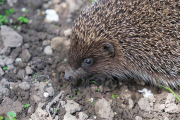 The snout of a young hedgehog on gray soil. Animal camouflage.