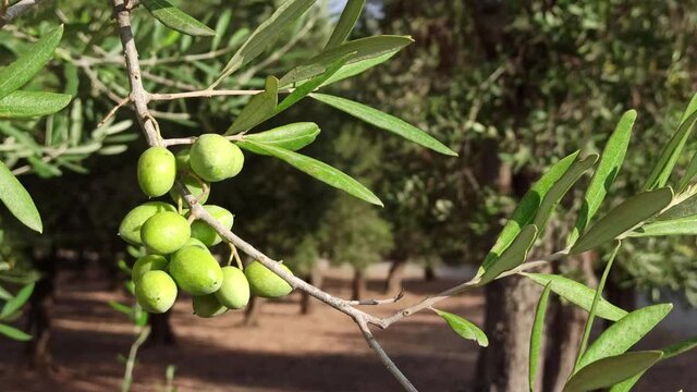 Green olives on a brunch on an olive tree waving in the wind. Young olives ripening under summer sun. Salento, Puglia, Italy, zoom in