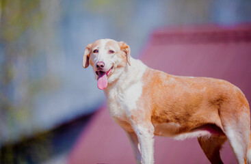 Portrait of a ginger dog against a background of greenery, summer, autumn, a dog on a walk, close-up