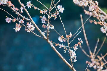 Bright shine beautiful cherry blossom Japanese Sakura blooms in late Autumn morning with sunlight reflection glow on flowers