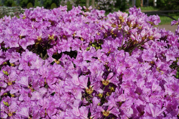 Close up (macro) of beautiful pink flowers - Rhododendron. sunny day