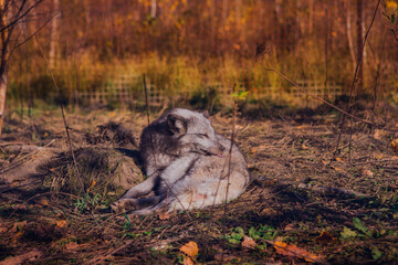 Arctic fox resting in nature in a nature reserve in October in Russia
