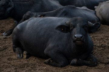 buffalo lying in pasture with other buffalo in the background