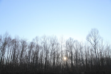 木々のシルエット