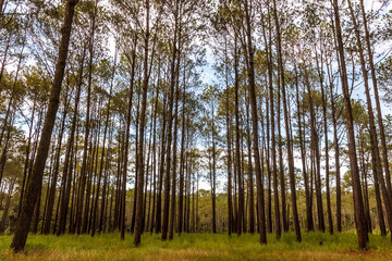 Obraz premium Beautiful summer forest with different trees