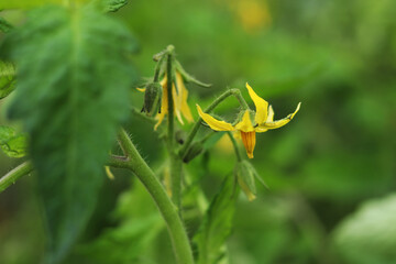 Obraz premium Yellow flowers of a blooming tomato in a greenhouse.