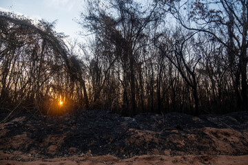 charred vegetation with sun in the background