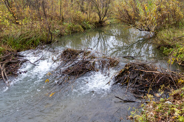 A dam built by beavers on a small Siberian river.