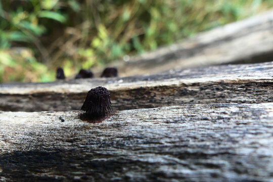 Myxomycete, genus Stemonitis. A member of the slime molds, or fungus-like amoeba. Their elongated fruit bodies are on a stem, growing on dead wood.