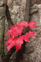 vigne vierge rouge en automne