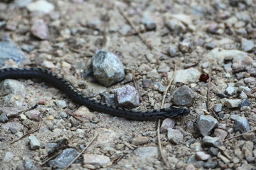 Culebra lisa meridional (coronella girondica), ejemplar juvenil. Una especie inofensiva presente en el suroeste de Europa (España, Francia, Italia y Portugal) y el Norte de África. 