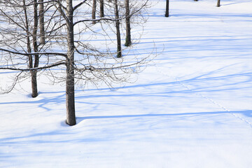 雪原の木々と影