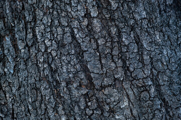 part of tree trunk after fire