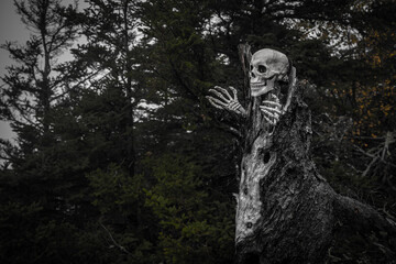 Fototapeta na wymiar Skull and Skeleton Hands Coming Out of Creepy Tree