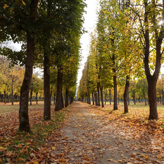 Fototapeta premium Autumn forest nature. Bright sunny day in the park. Nature landscape with sunlight. Arkhangelskoye park near Moscow.