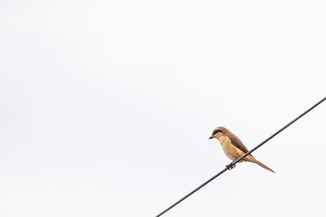 Brown Shrike on the Electric Wire