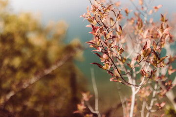Pflanze im Herbst