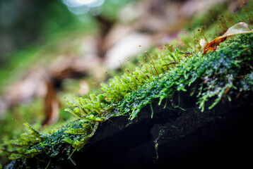 Beautiful moss green on brown wood surface.