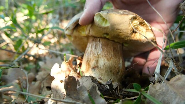 Close up view of man hand while harvesting porcini boletus mushroom in wild forest ecosystem,autumn products