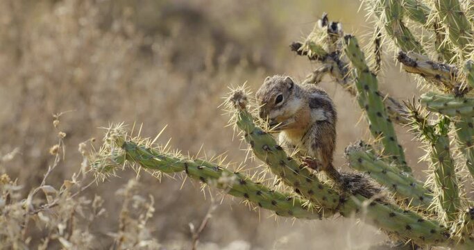 Harris's Antelope Squirrel sitting on cactus and eating, newmexico, USA