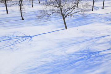 雪原の木々と影