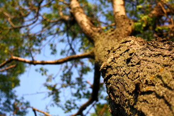 trunk of a tree