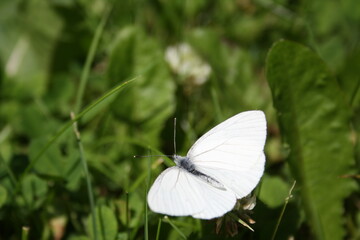 butterfly on the grass