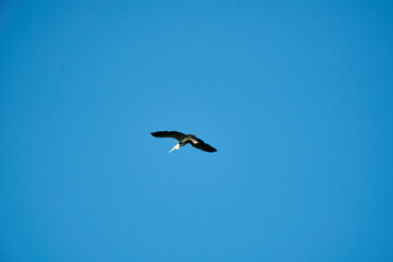 Bird flying at the sky