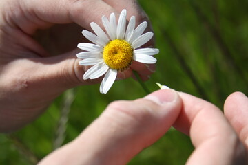 daisy in hand