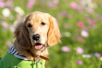 ひたち海浜公園／ゴールデンレトニエル