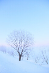 Fototapeta na wymiar 雪原の木々