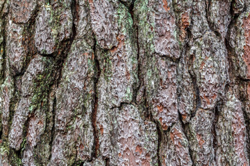 Bark surface of pine, Texture
