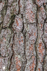 Bark surface of pine, Texture