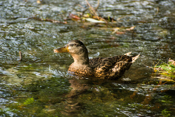 Female mallard duck in the clean river water