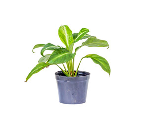 Flower pots on white background