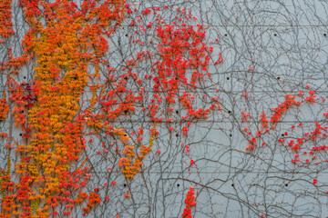 A concrete wall with autumn leaves of a climbing plant, reddish autumn leaves on a concrete facade, wine, autumn