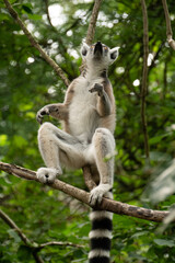 Ring- tailed lemur ( lemur catta) close up. wildlife madagaskar.