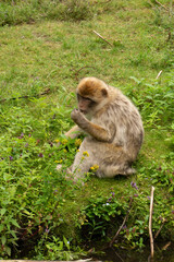 Close up of a wild macaque or Gibraltar monkey, one of the most famous attractions of the British overseas territory. Barbary macaques (berberaffe)