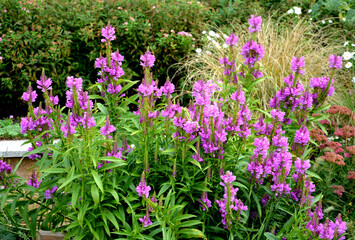 erect perennial with firm, square stems, which from the beginning of August form mathematically...