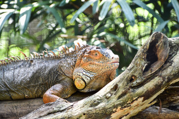 Close-up of a iguana (Iguana iguana) on a tree trunk in Bird Park, Foz do Iguaçu, Brazil.
