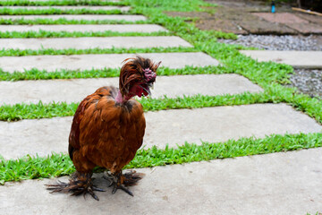 rooster in the garden