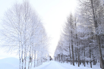 Fototapeta premium 冬の一本道