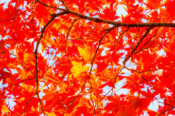 Beautiful red maple leaves in nature.