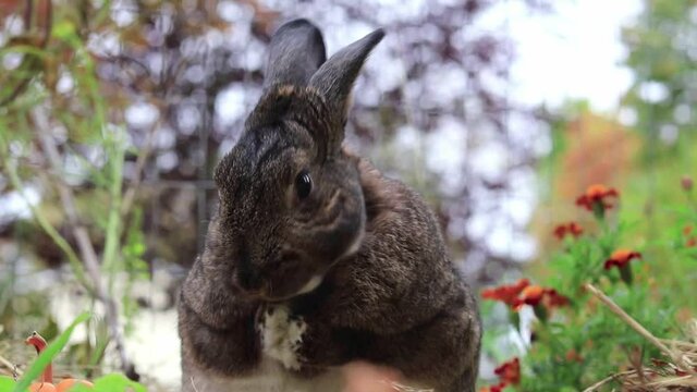 Adorable small Gray rabbit in garden cleans face with paws twitches nose then turns to face camera