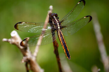 close up of a dragonfly 