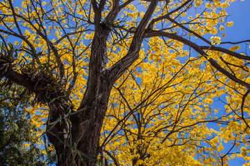 Arbol  de Guayacán amarillo floreado